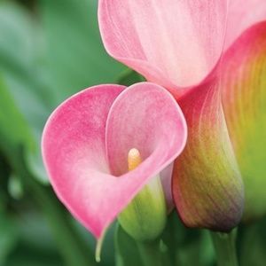 Meet your Posher, Yari